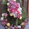 primula 7